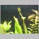 Picture 293 (Echinodorus uruguanensys viraga).jpg